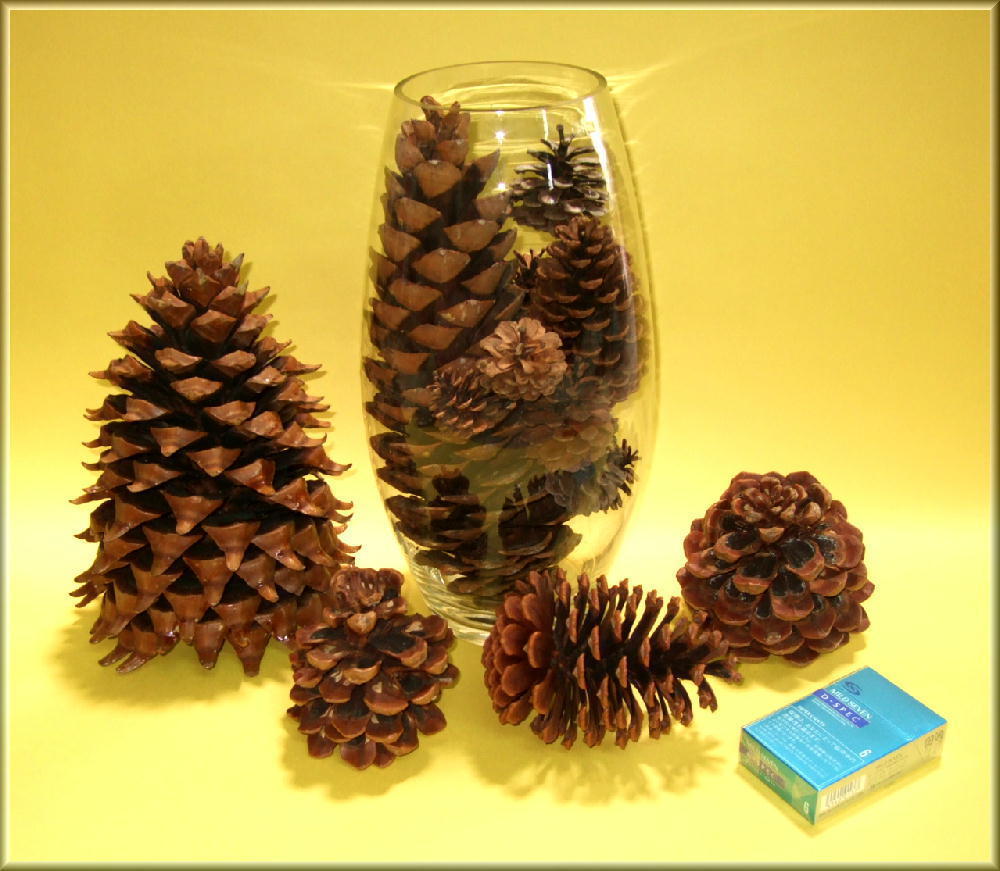 PINE-CONE in the BOTTLE 4: PUZZLE of MINE